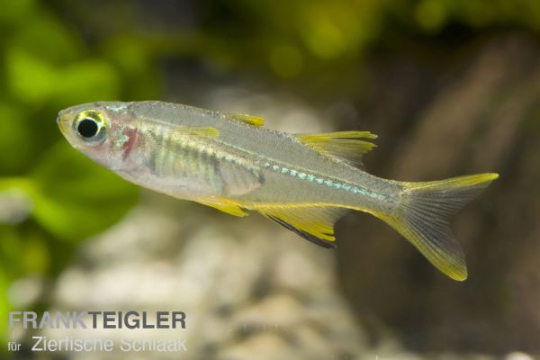 Celebes Sonnenstrahlfisch / Marosatherina ladigesi